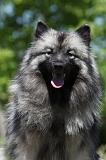SPITZ LOUP 037